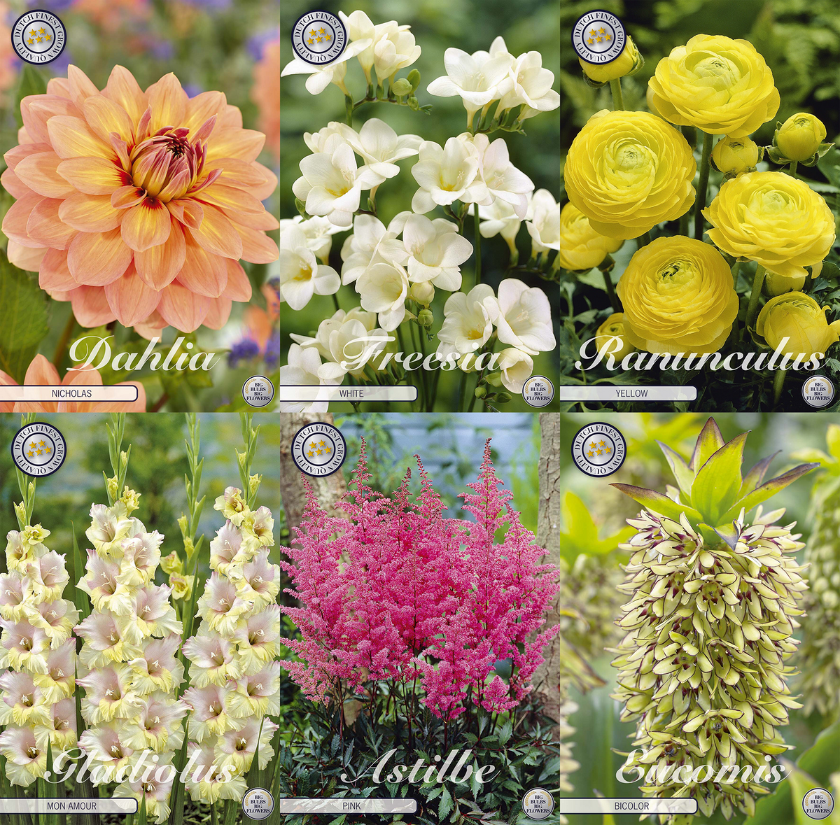 Festivalblüte