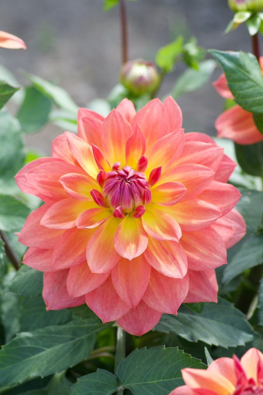 Dahlie Firepot