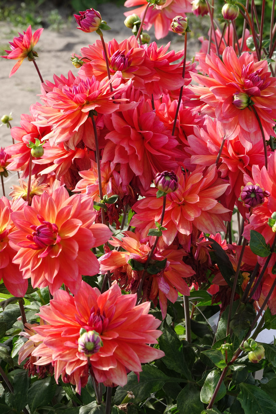 Dahlie Firepot