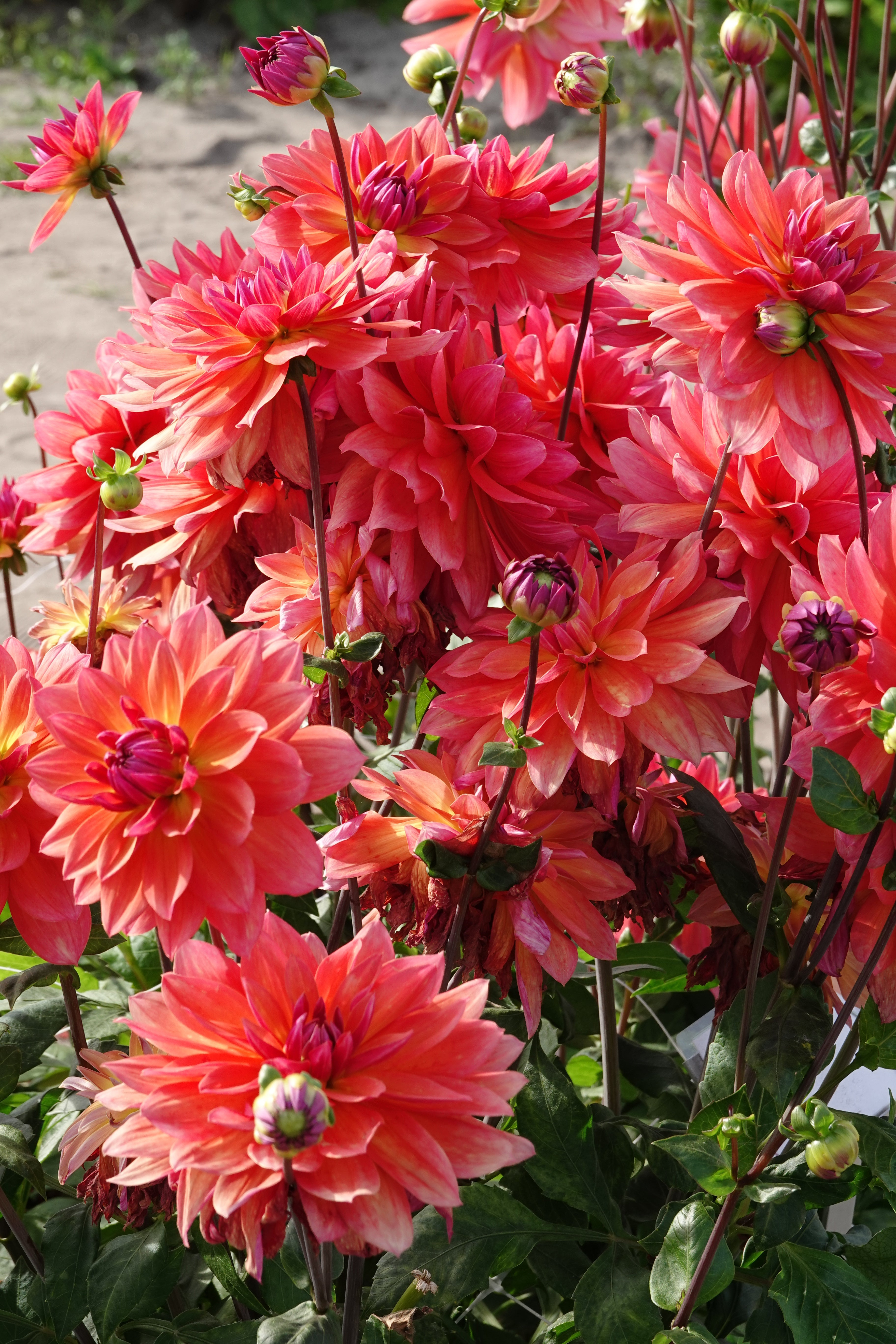 Dahlie Firepot