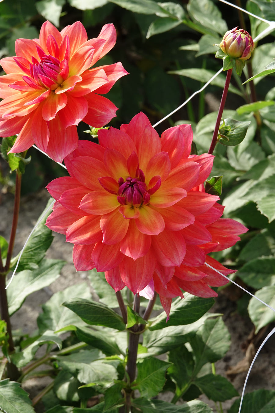 Dahlie Firepot