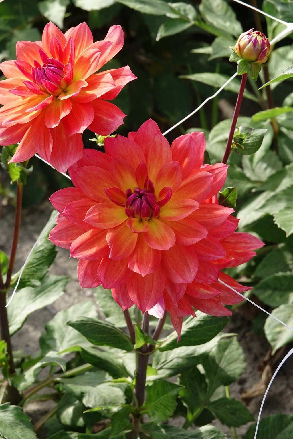 Dahlie Firepot
