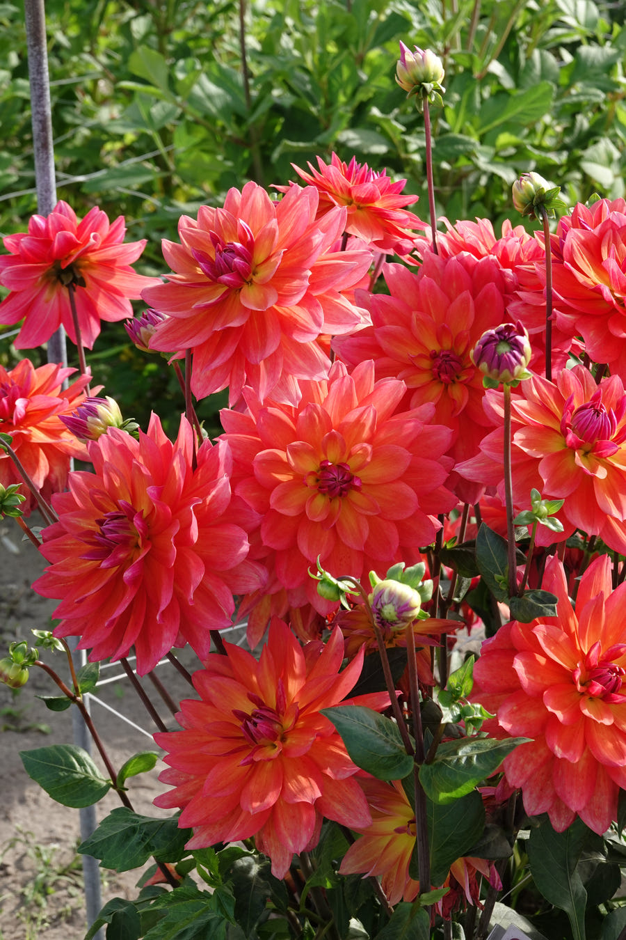 Dahlie Firepot