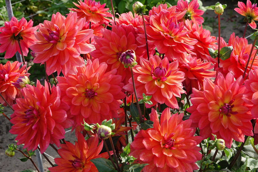 Dahlie Firepot