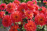 Dahlie Firepot