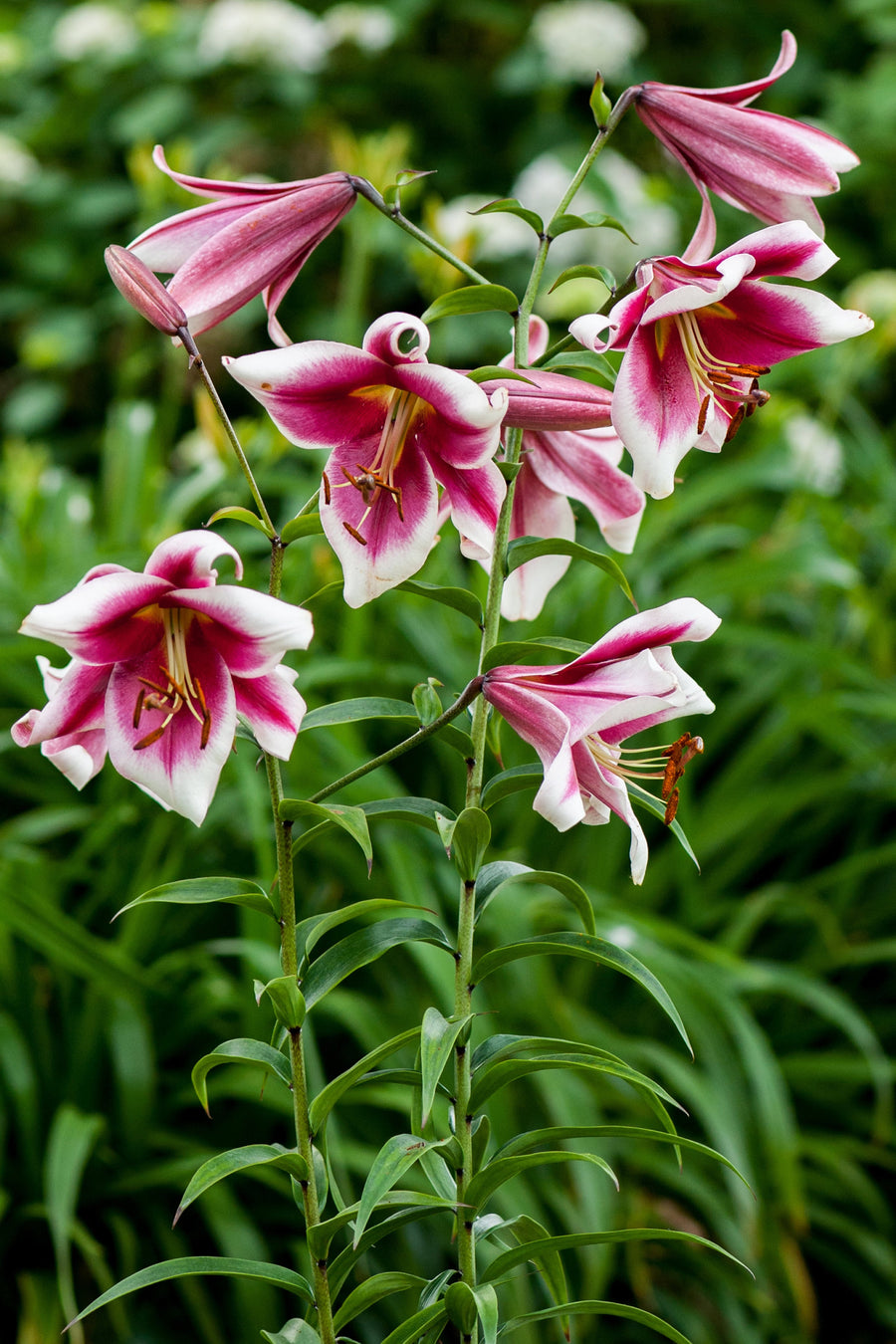Lilium Friso