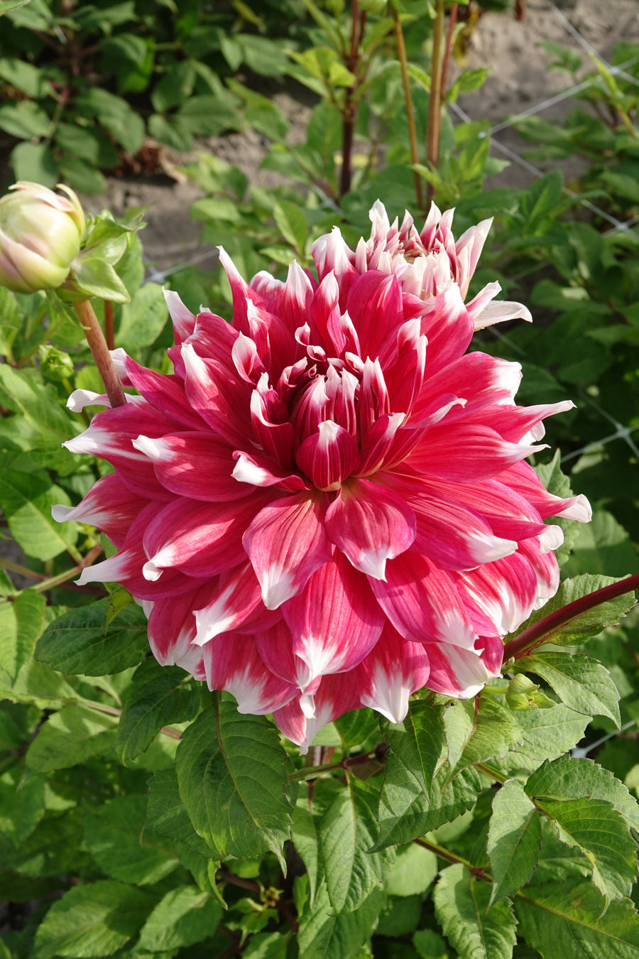 Dahlia Frost Nip