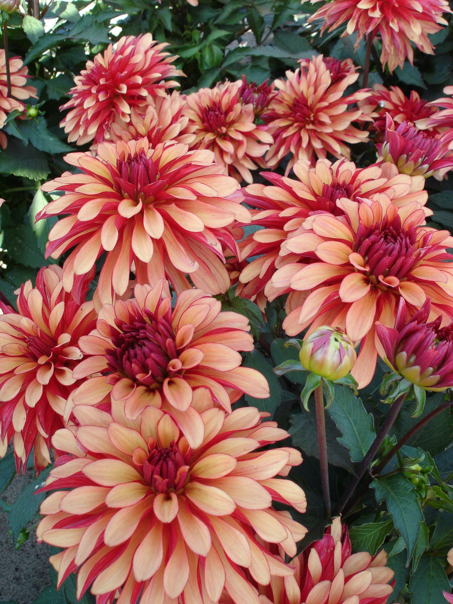 Dahlie Art déco