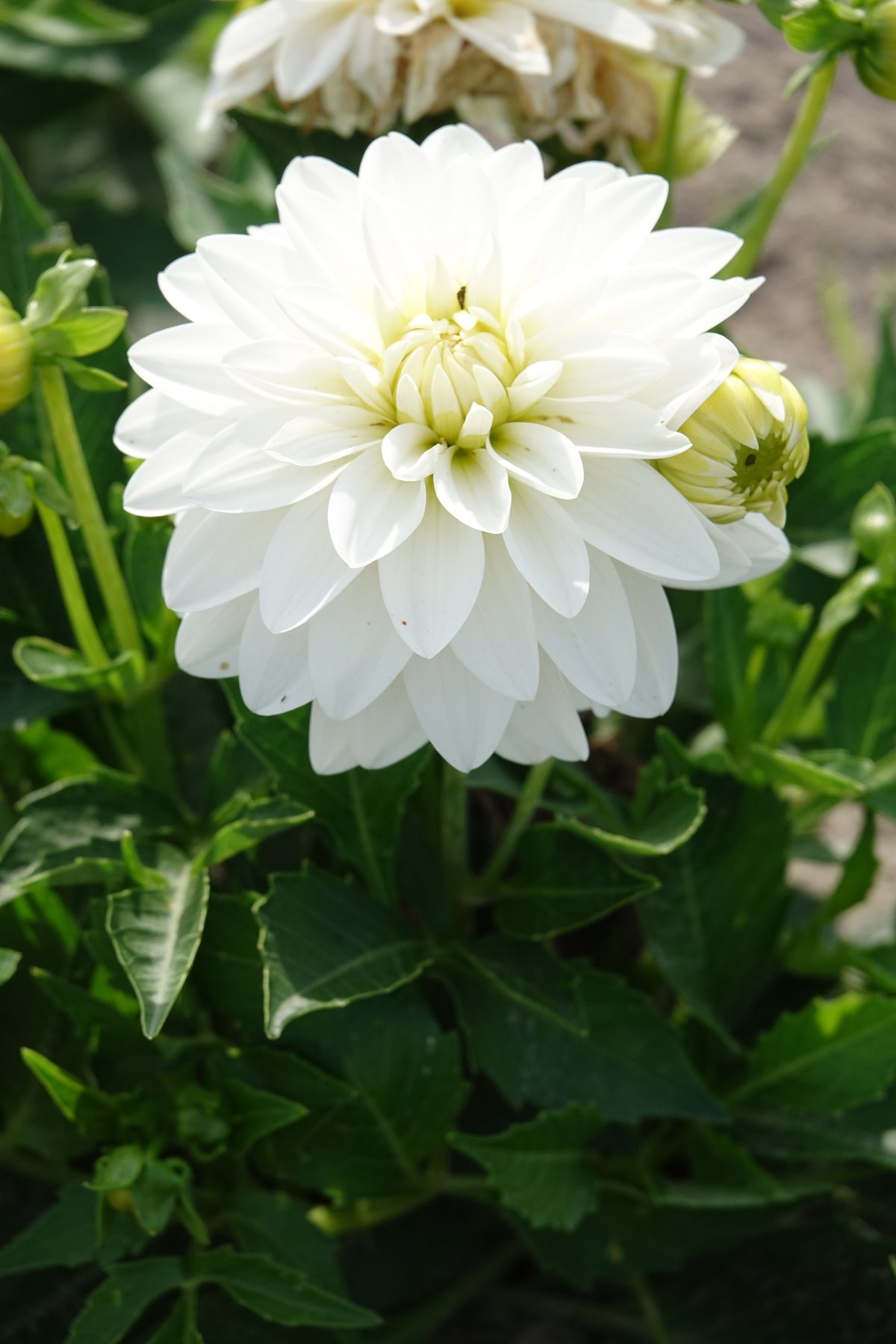 Dahlia Kunstmesse