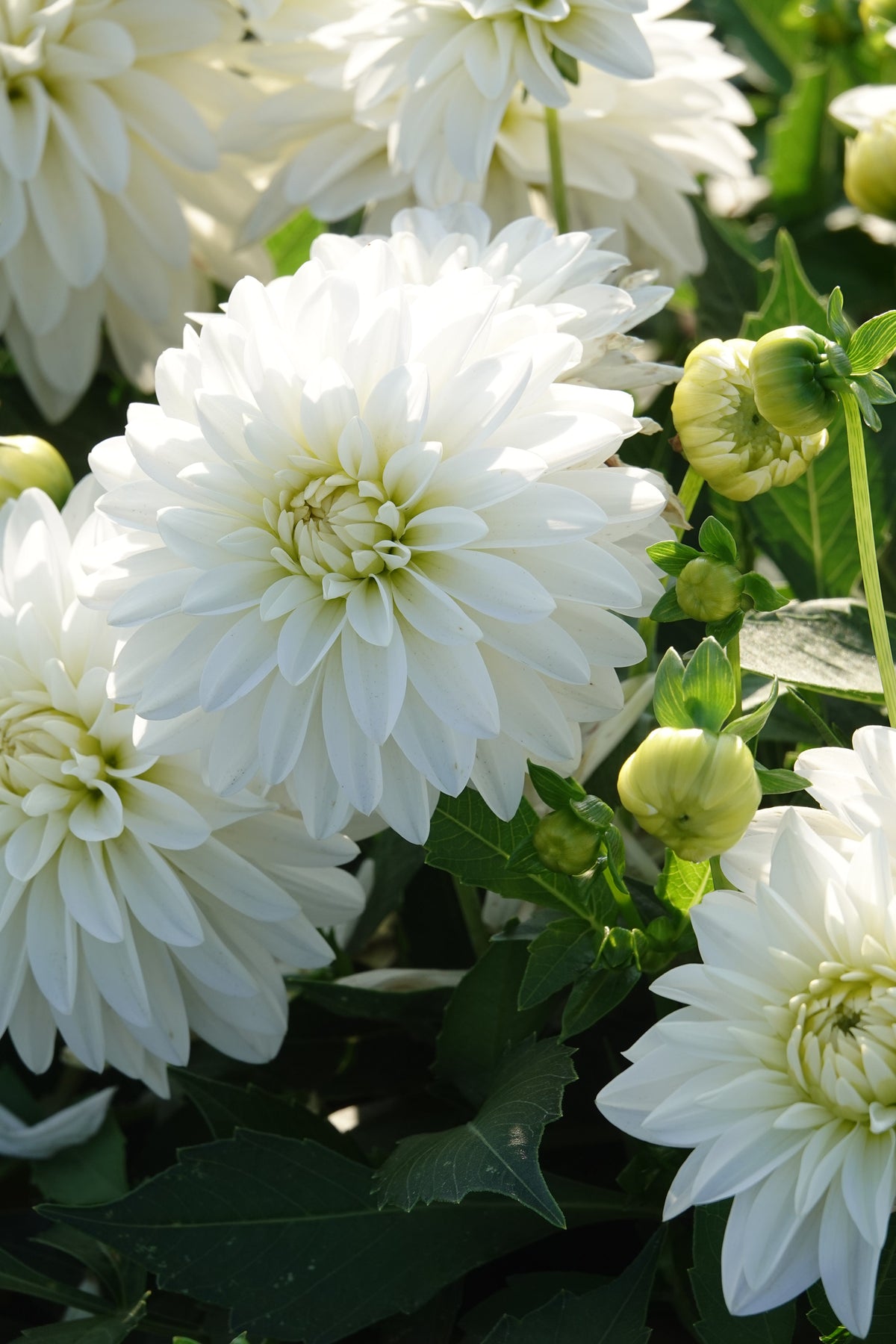 Dahlia Kunstmesse