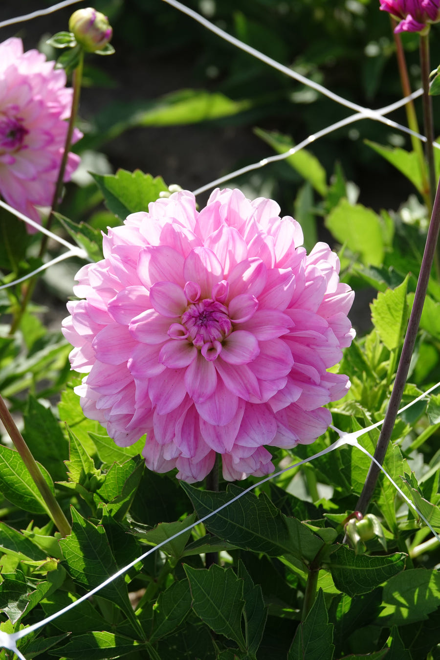 Dahlie Garden Sensation