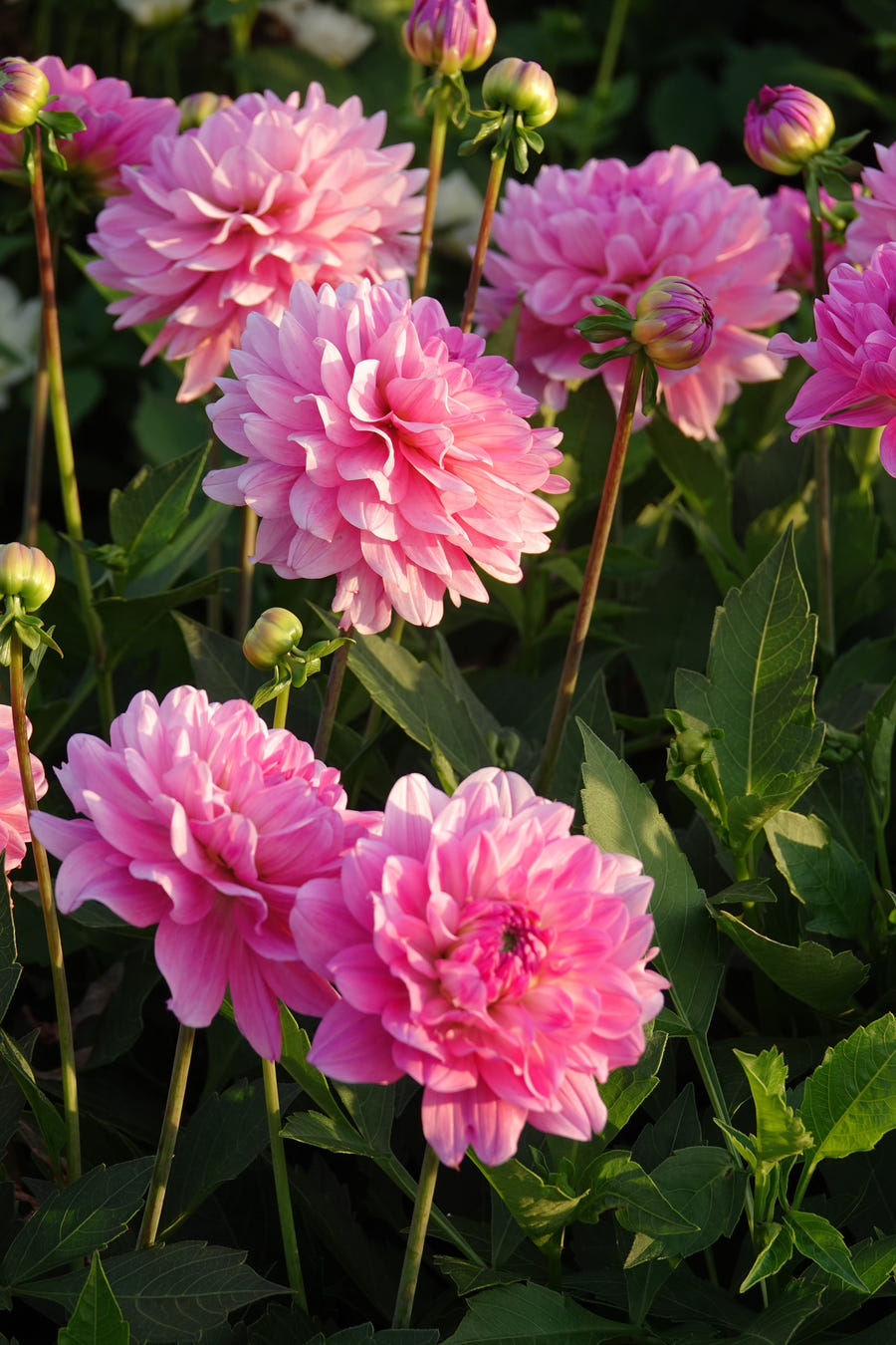 Dahlie Garden Sensation