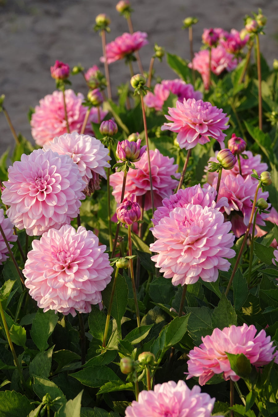 Dahlie Garden Sensation