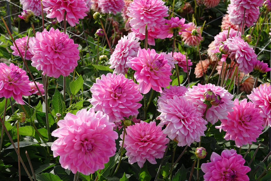 Dahlie Garden Sensation