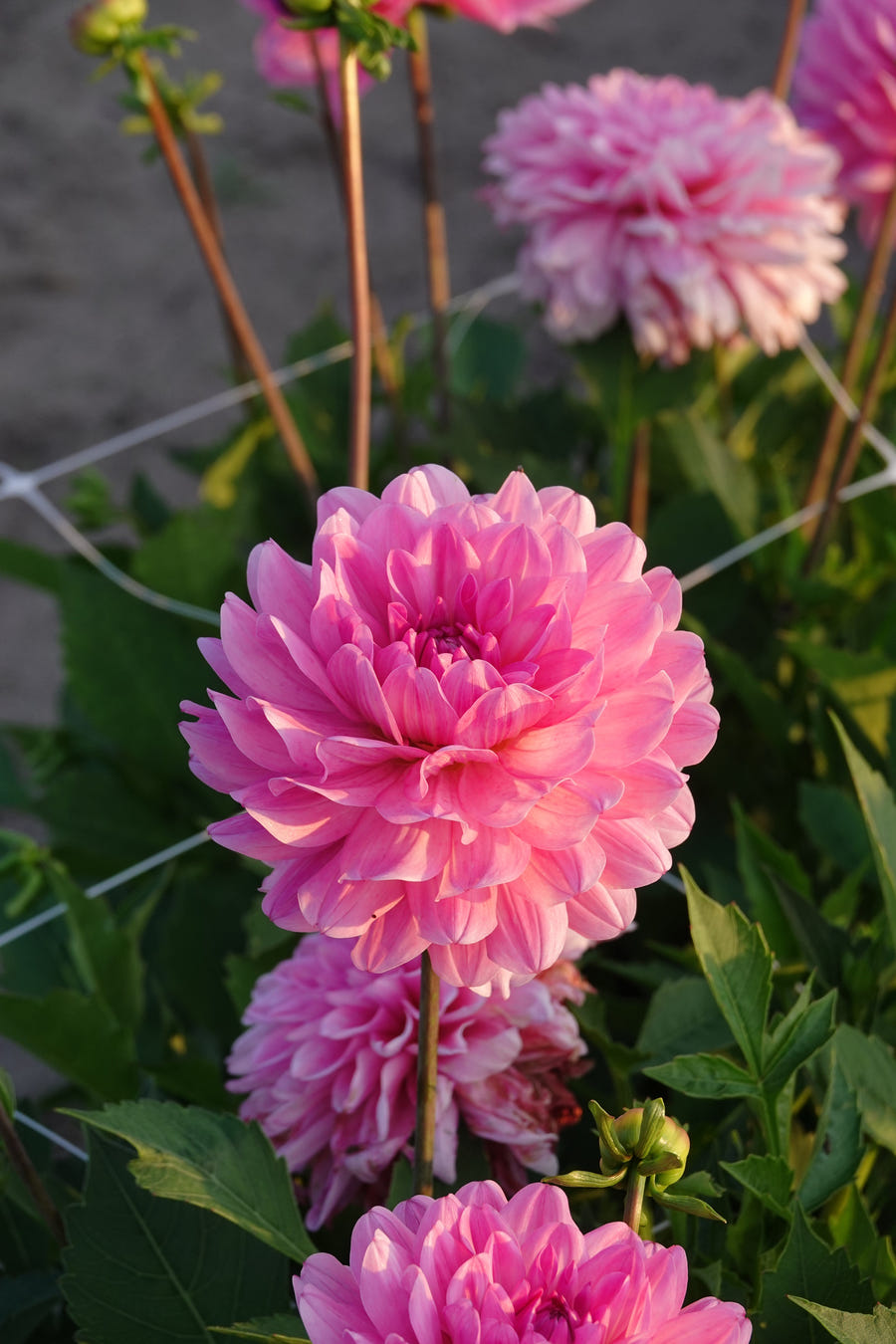 Dahlie Garden Sensation