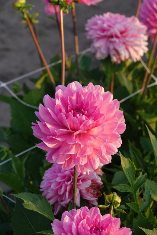 Dahlie Garden Sensation