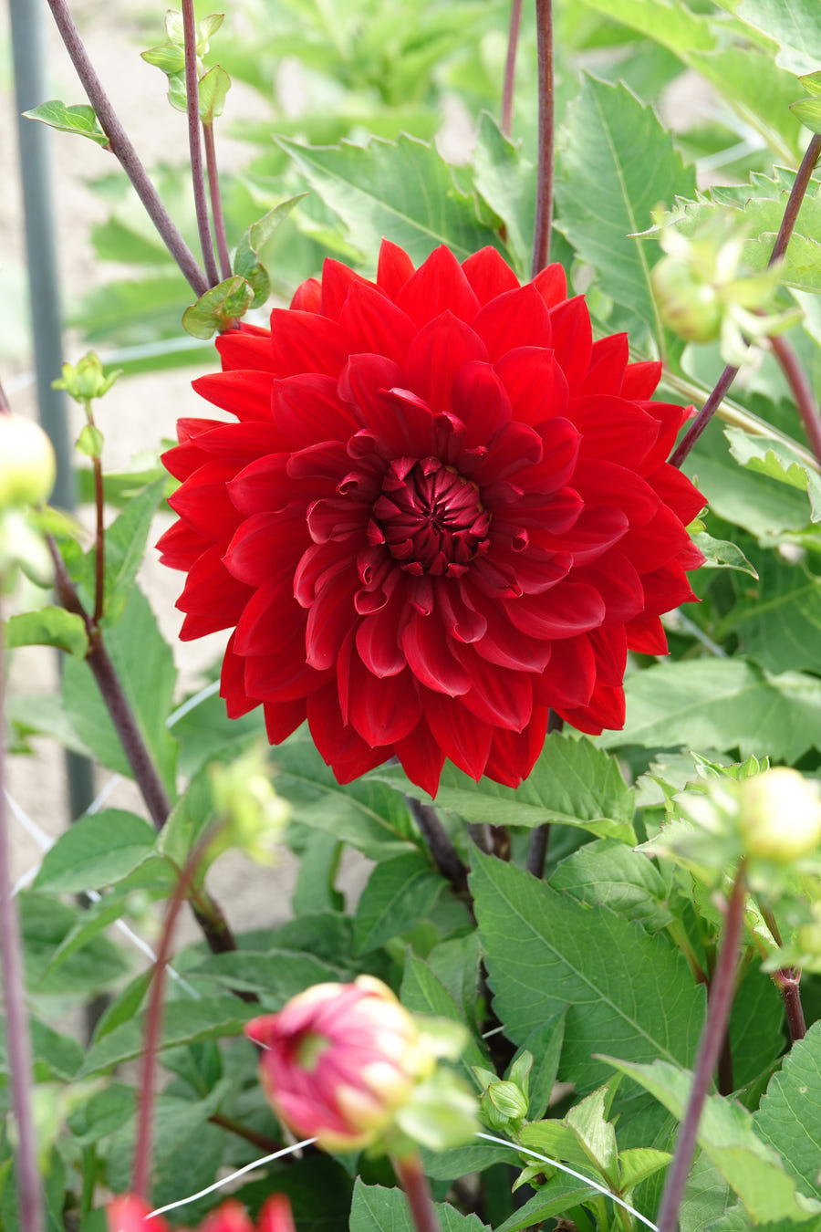 Dahlie Garden Wonder