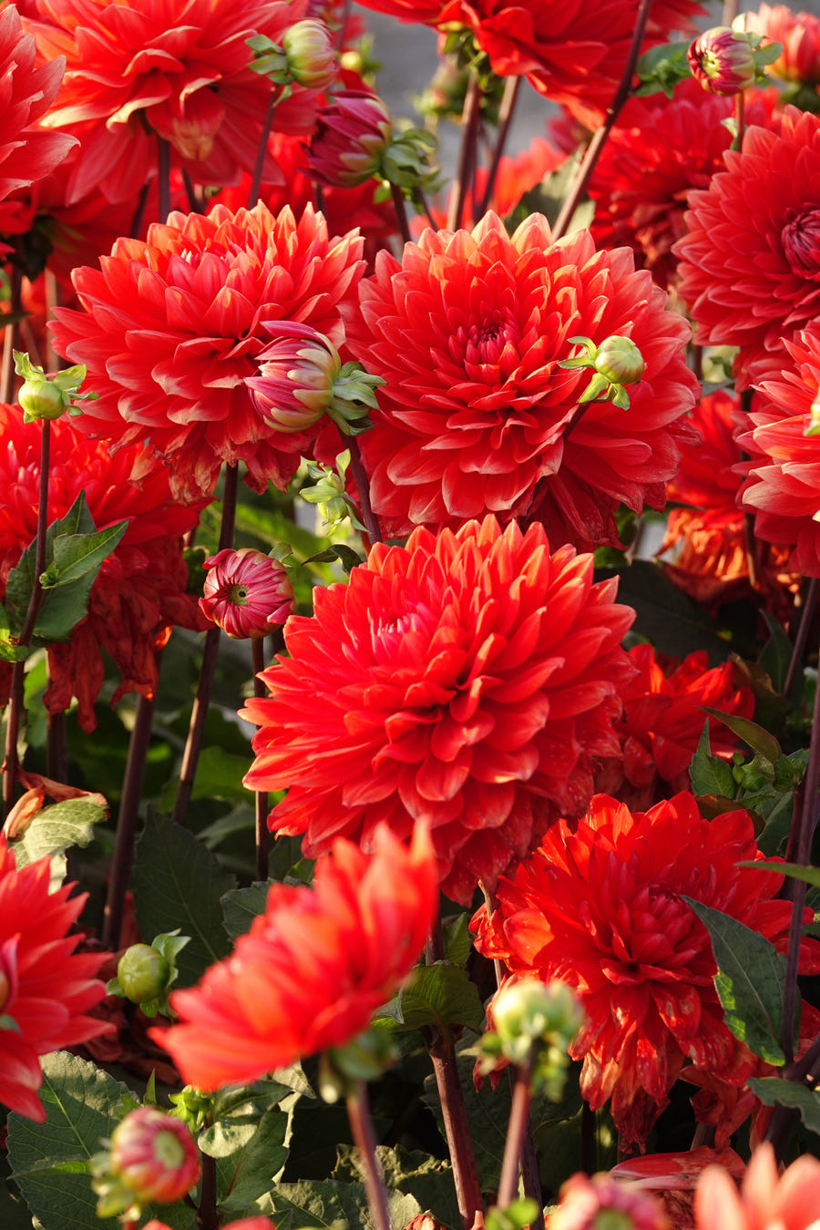 Dahlie Garden Wonder