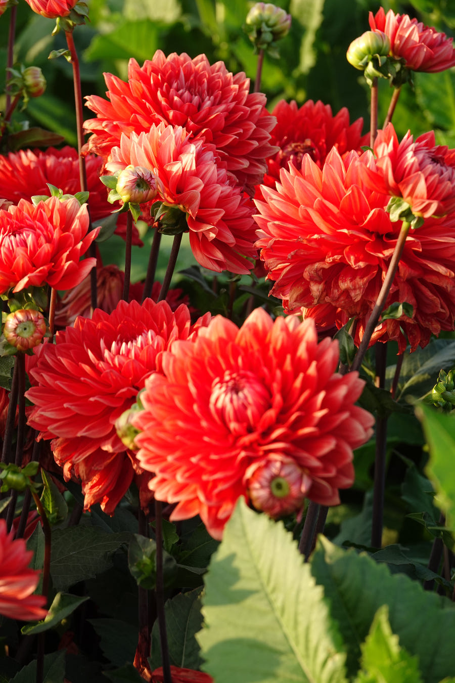Dahlie Garden Wonder
