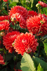Dahliengarten-Wunder