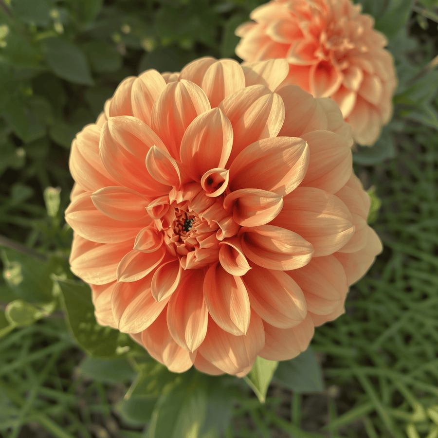 Dahlie Garden Jubilee