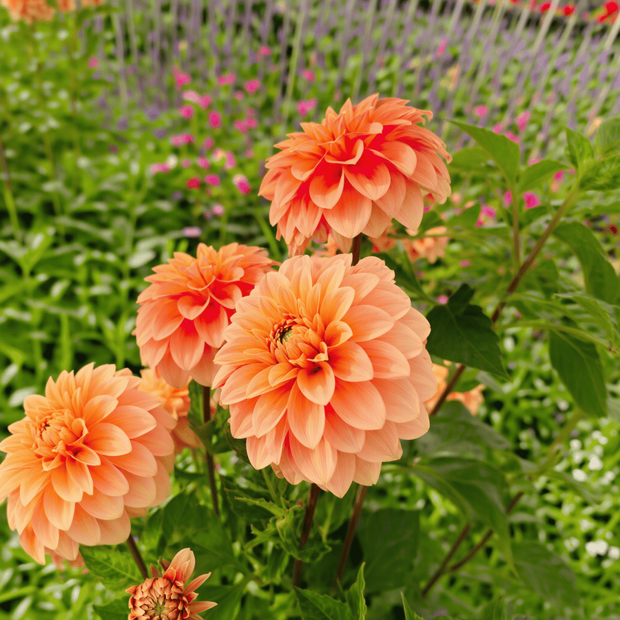 Dahlie Garden Jubilee