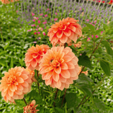 Dahlienfest