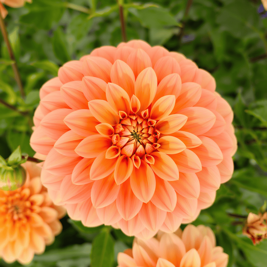 Dahlie Garden Jubilee