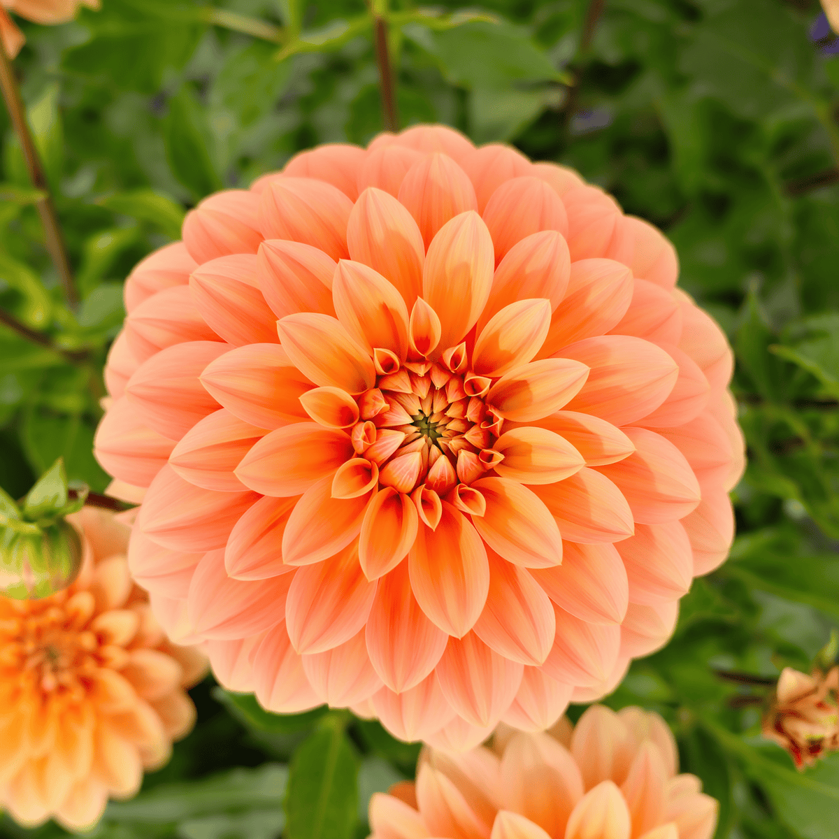 Dahlienfest