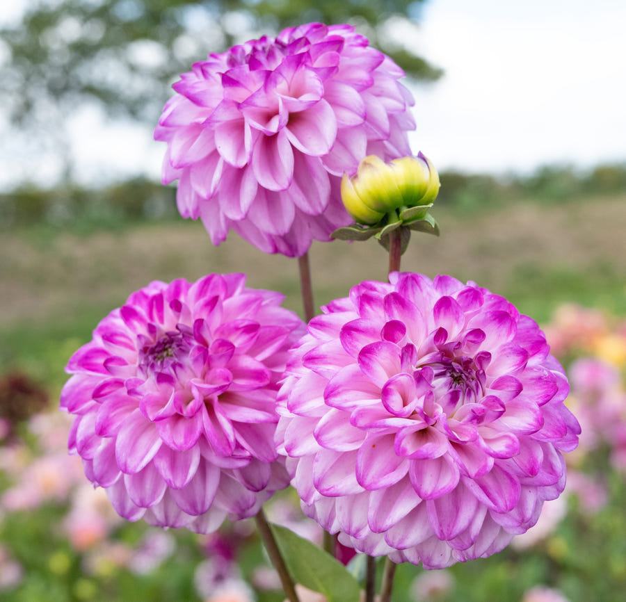 Dahlia Genova