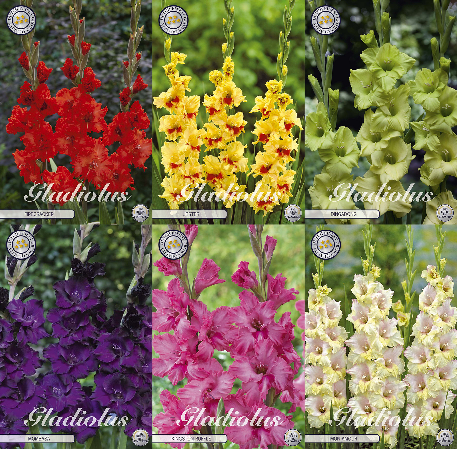 Gladiole Classic Heights