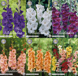 Gladiole 'Colour Symphony'