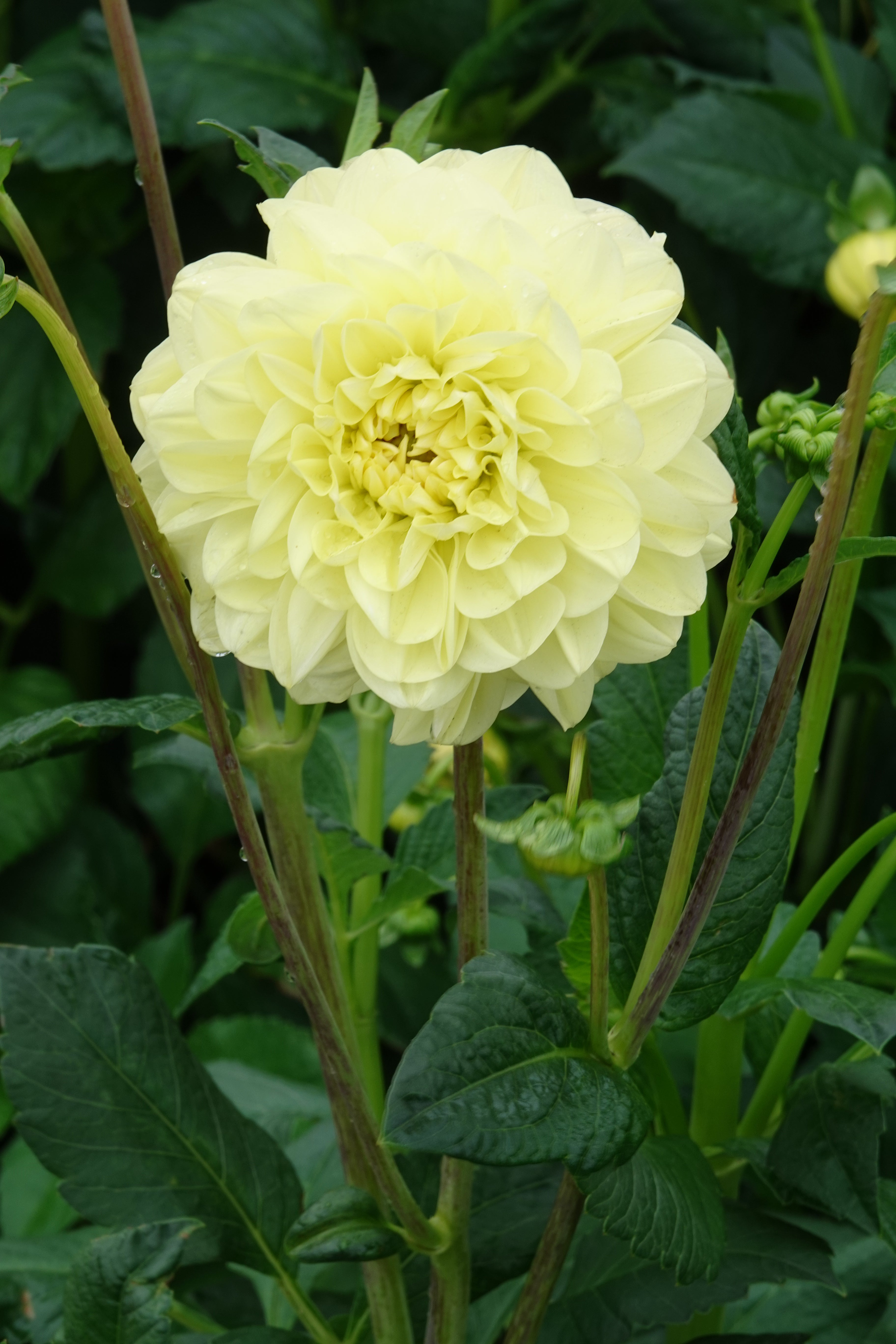 Dahlie Glorie Of Heemstede