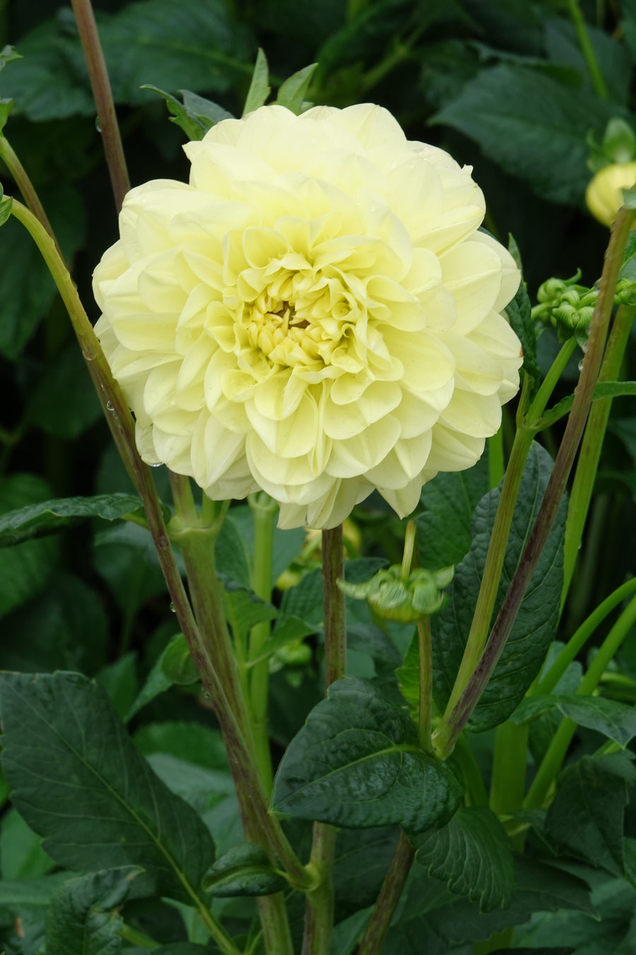 Dahlie Glorie Of Heemstede