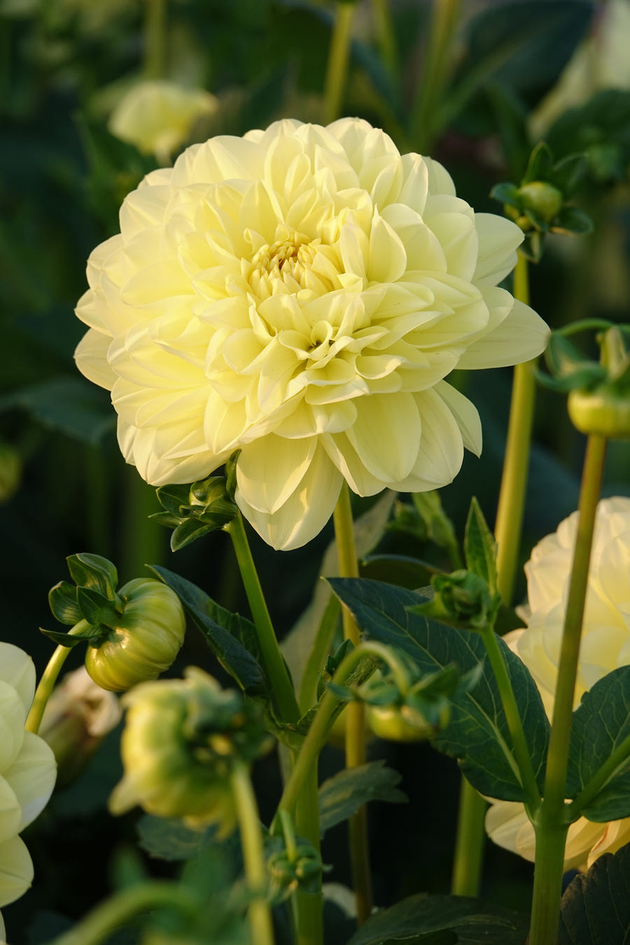 Dahlie Glorie Of Heemstede