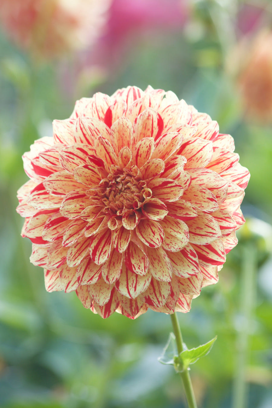 Dahlie Gloriosa