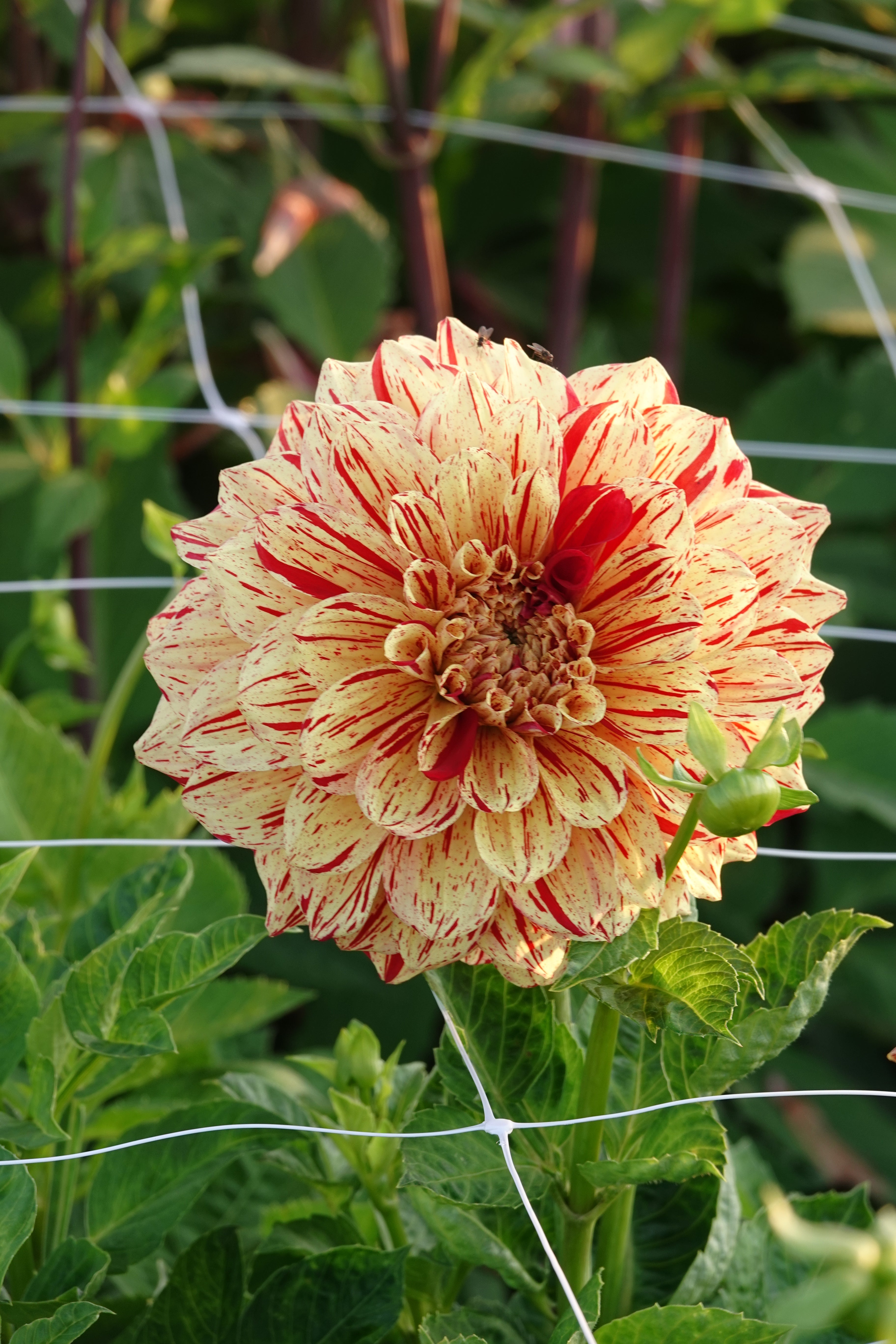 Dahlie Gloriosa