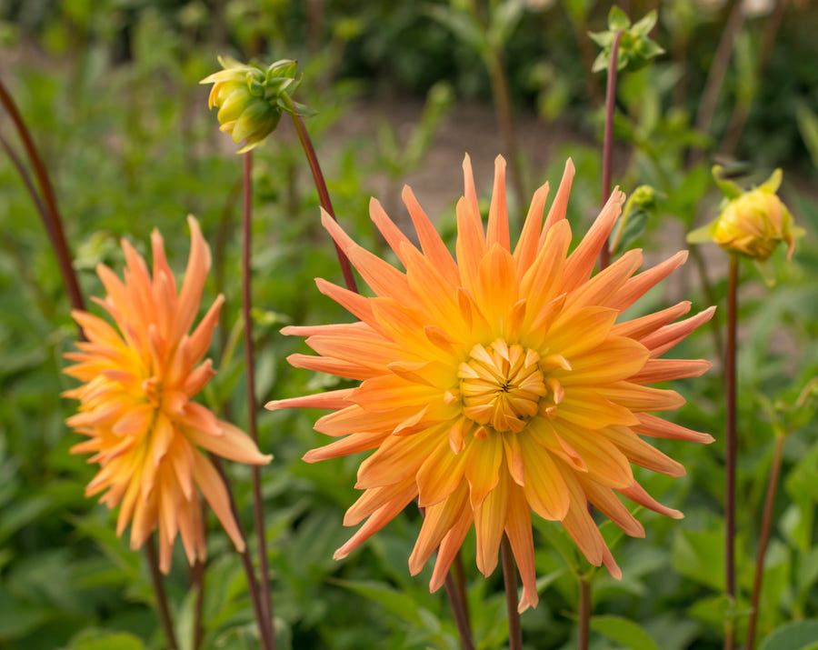 Dahlie Gold Crown