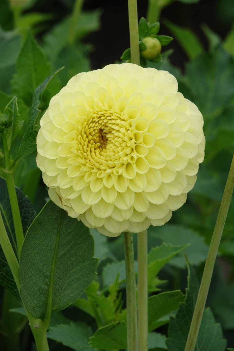 Dahlie Golden Torch