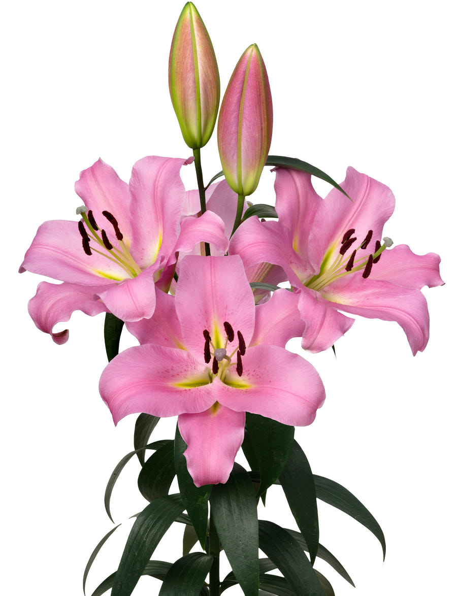 Lilium 'Gracefull'