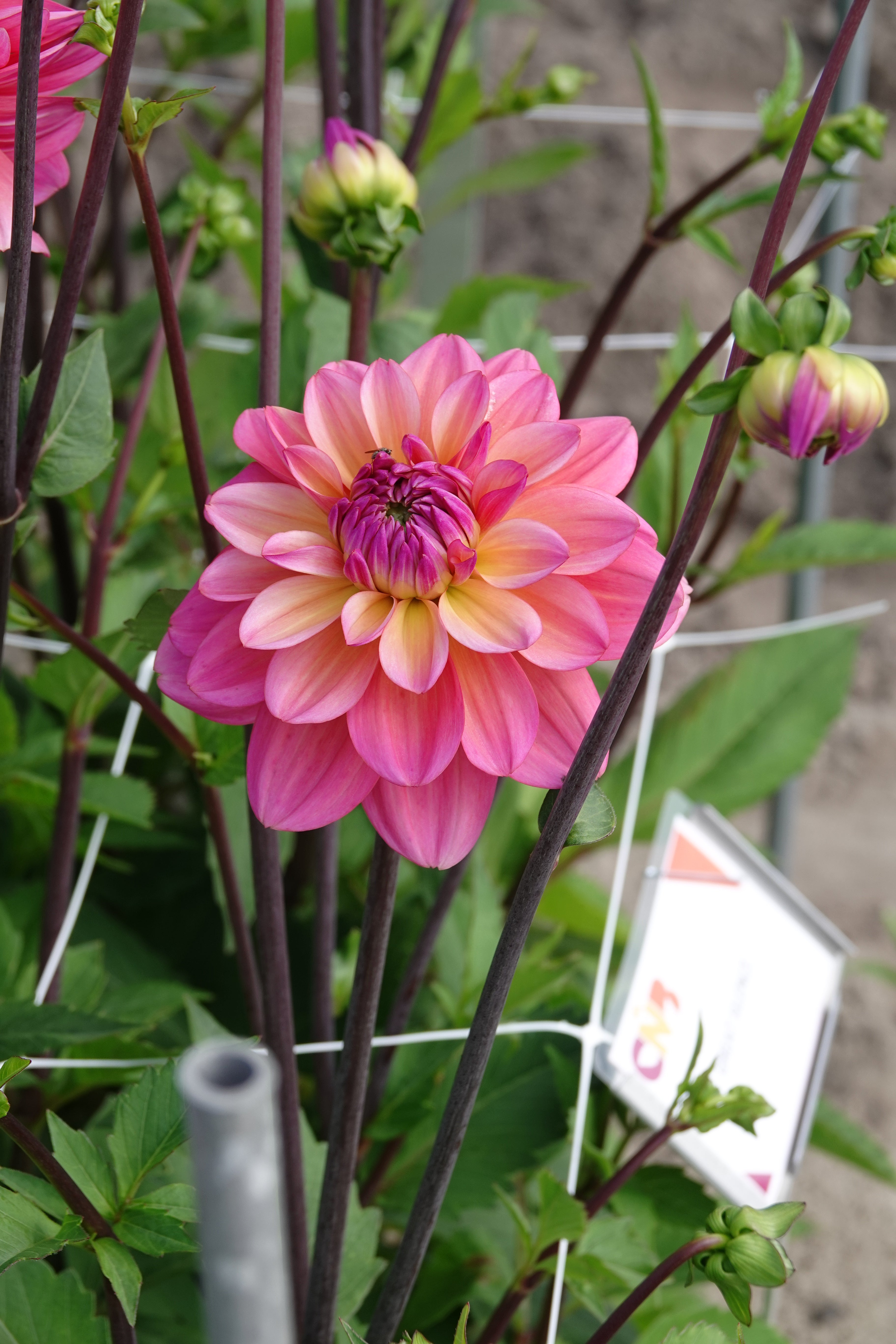 Dahlie Great Silence