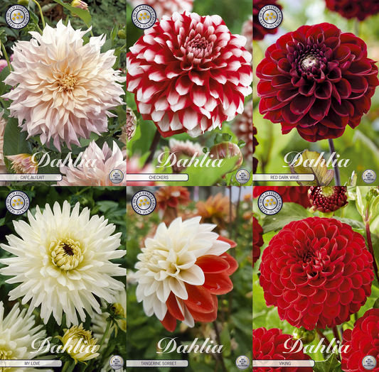 Kollektion Wachsende Liebe