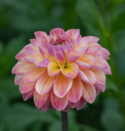 Dahlia Hapet Pastell