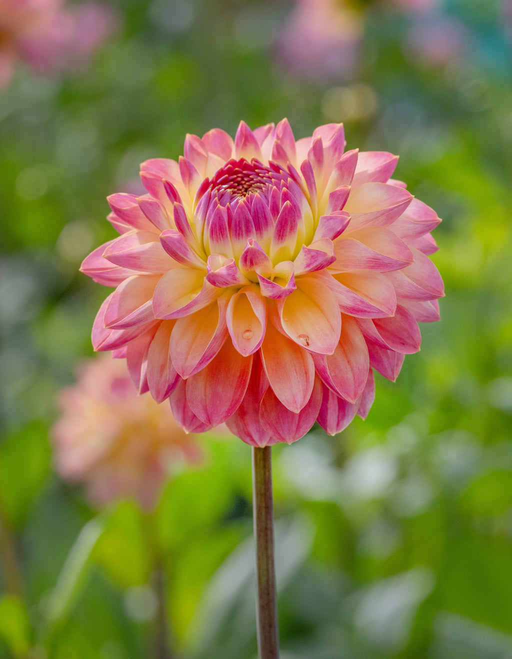 Dahlia Hapet Pastell