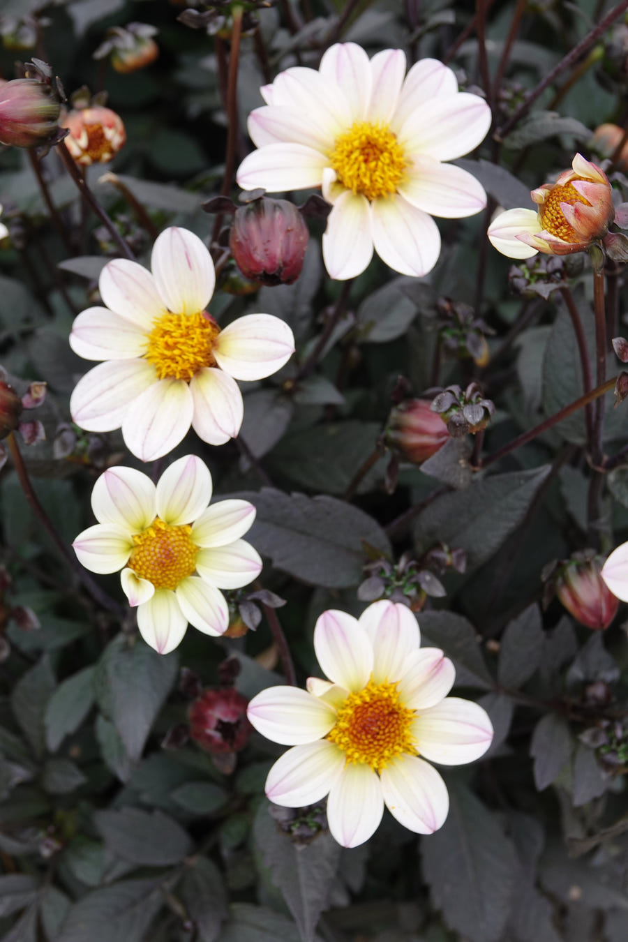 Dahlie White Cream