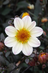 Dahlie White Cream