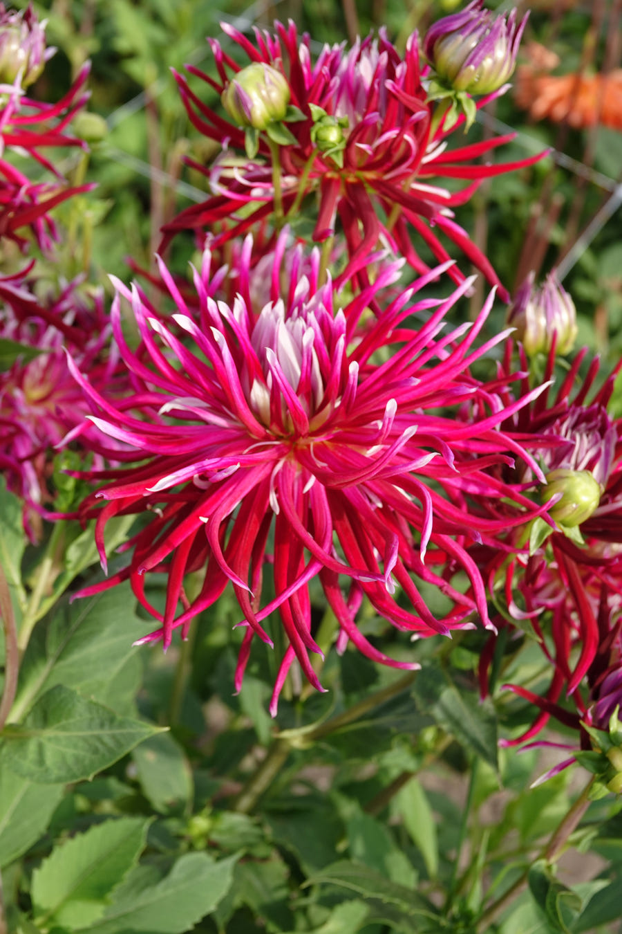 Dahlie 'Hollyhill Spiderwoman'