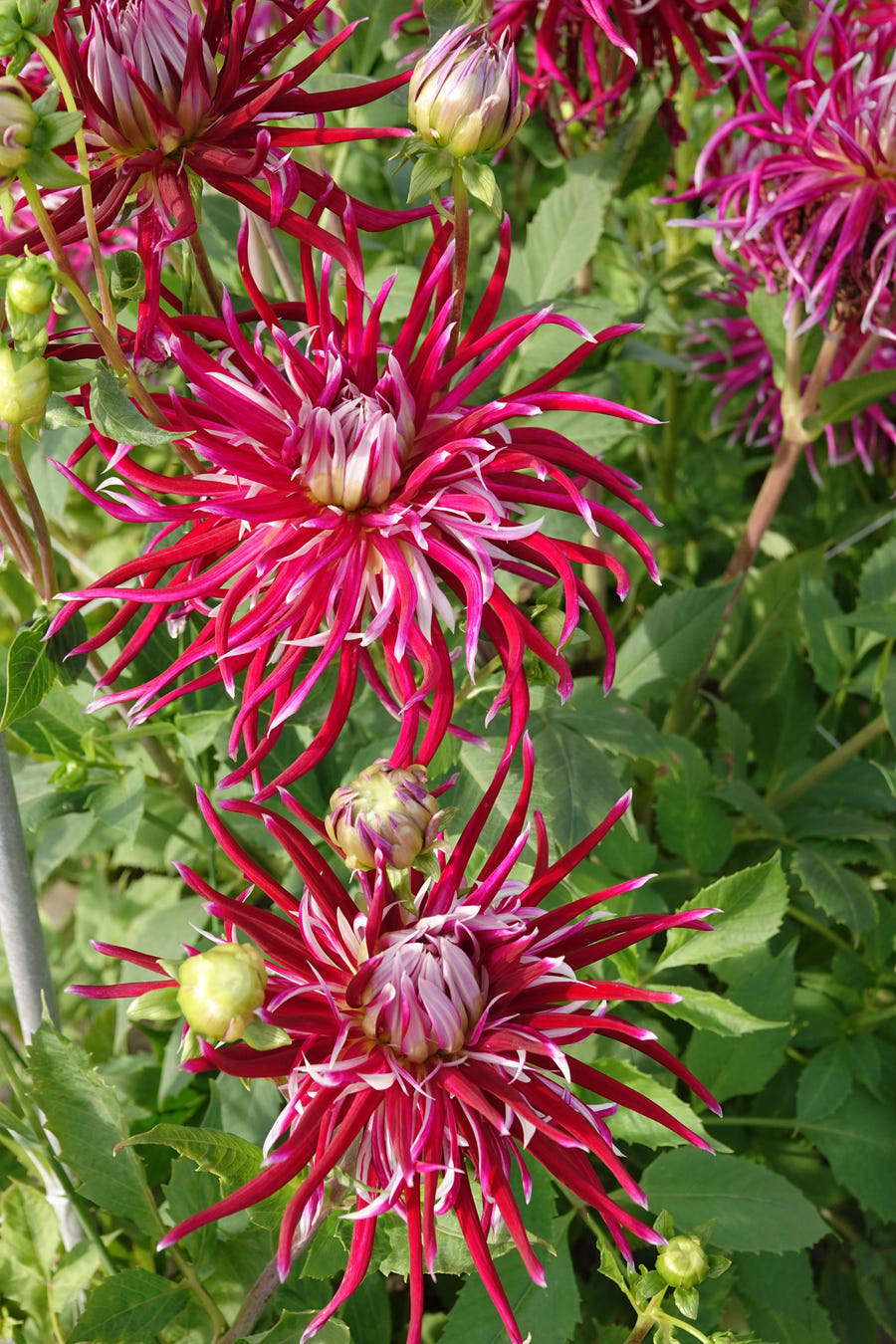 Dahlie 'Hollyhill Spiderwoman'
