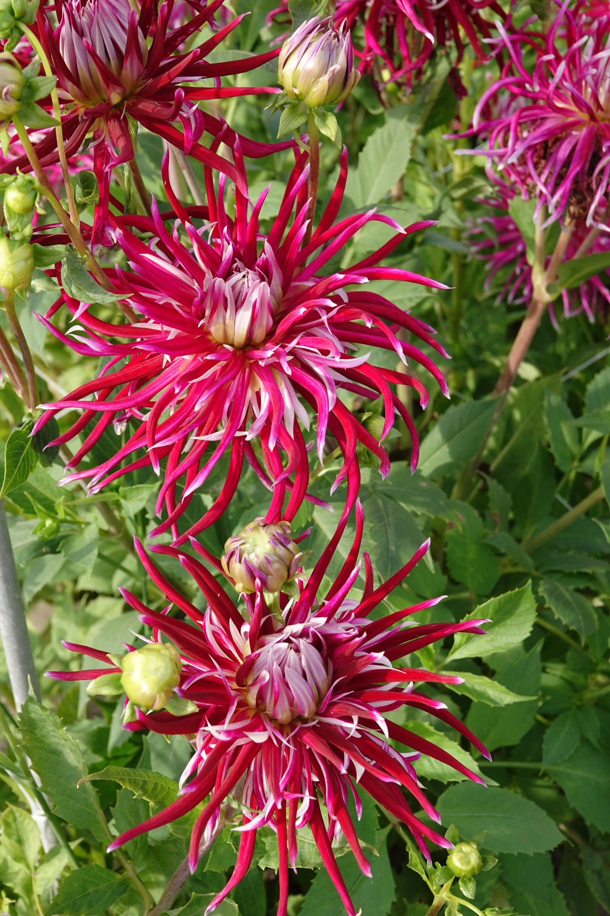 Dahlie 'Hollyhill Spiderwoman'