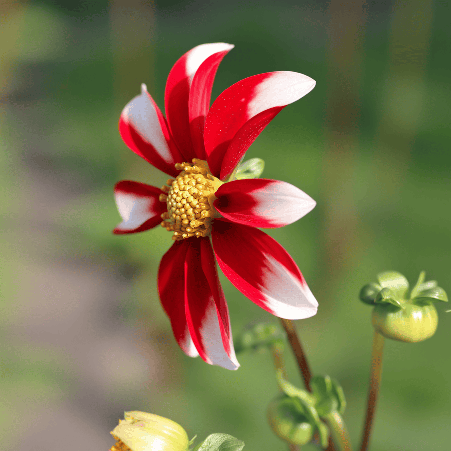 Dahlie Honka Red Windmill